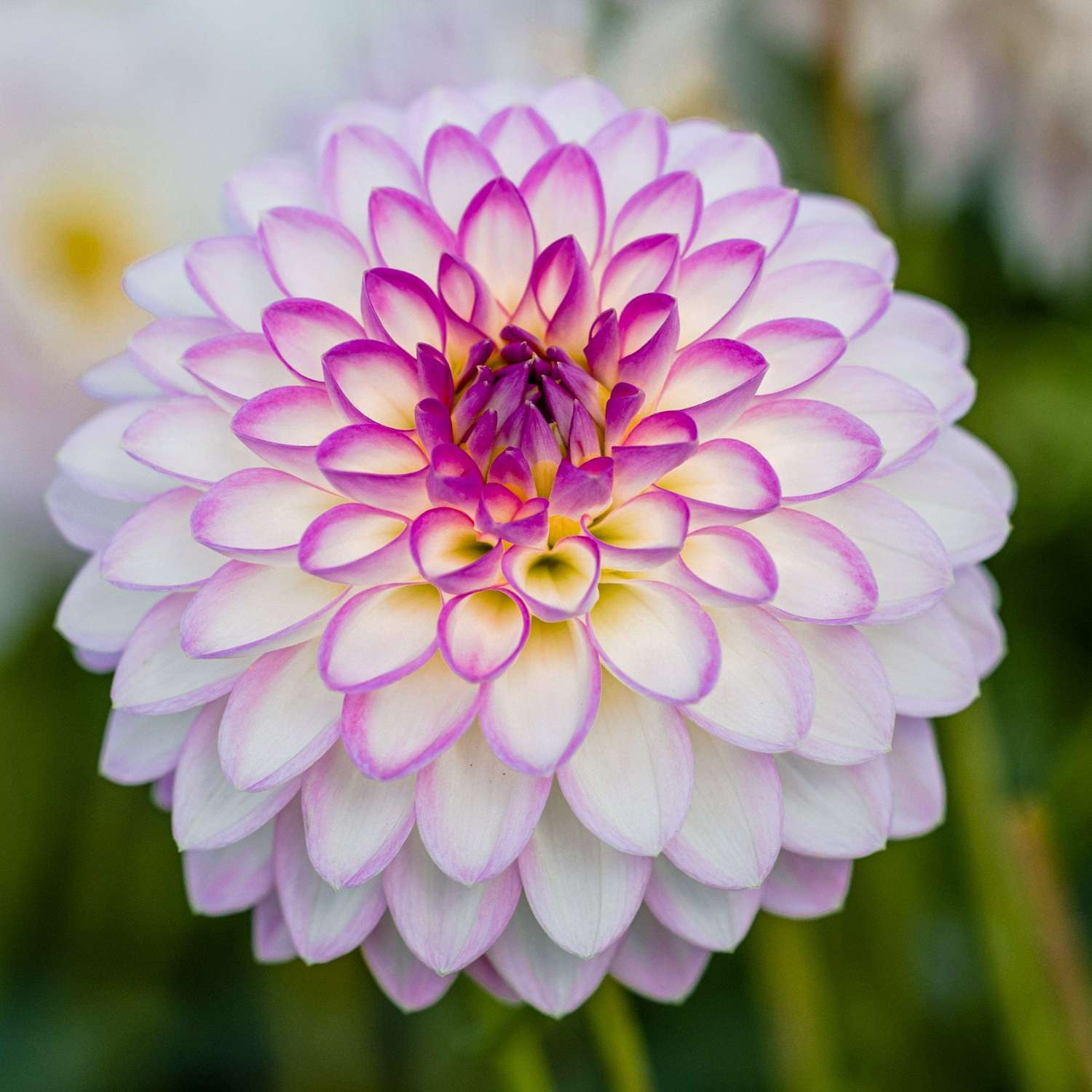 Dahlia 'Arbatax'